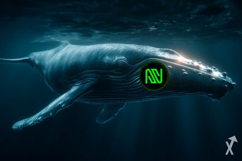 Hierba fresca y natural para gatos.