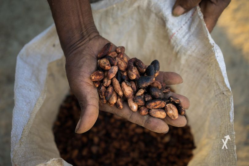 trading cacao
