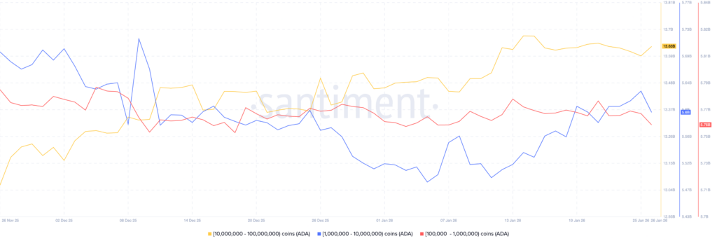 graphique des accumulations des balaines Cardano en ADA avec des lignes de couleurs